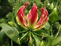 Gloriosa superba